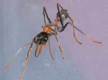 Myrmecia nigrocincta