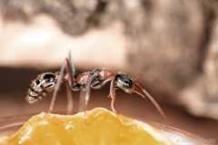 Myrmecia nigrocincta Arbeiterin