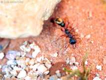 Myrmecia queenslandica