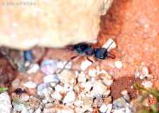 Myrmecia queenslandica