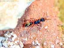 Myrmecia queenslandica