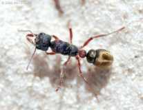 Myrmecia queenslandica