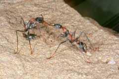 Myrmecia nigrocincta Arbeiterin