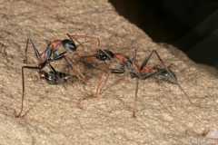 Myrmecia nigrocincta Arbeiterin