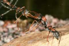 Myrmecia nigrocincta Arbeiterin