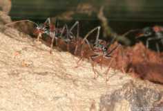 Myrmecia nigrocincta Arbeiterin