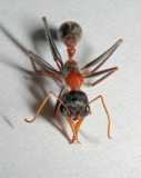 Myrmecia nigrocincta Arbeiterin