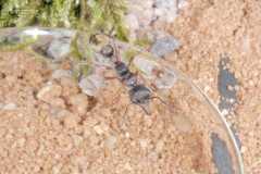 Myrmecia queenslandica