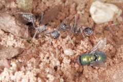 Myrmecia nigrocincta