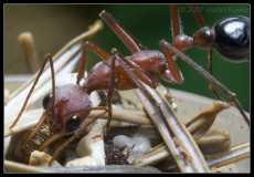 Myrmecia pavida Arbeiterin