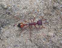 Myrmecia gulosa