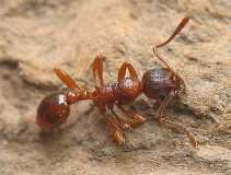 Myrmica rubra / Dead worker