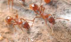 Myrmica rubra / Workers