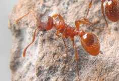 Myrmica rubra / Worker