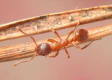 Myrmica rubra / Worker