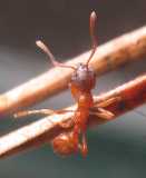 Myrmica rubra / Worker