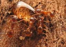 Myrmica rugulosa / Workers