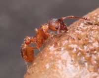 Myrmica scabrinodis / Worker