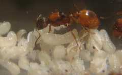 Myrmica rubra