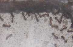 Myrmica rubra