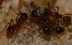 Myrmica rubra