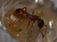 Myrmica rubra