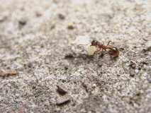 Myrmica rubra Arbeiter