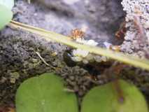 Myrmica rubra