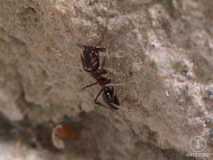 Ameisen aus Bali