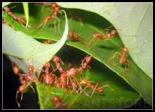 Oecophylla beim Nestbau