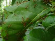 Oecophylla smaragdina