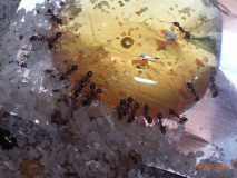 Pheidole sp.