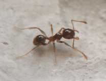 Pheidole pallidula / Worker