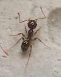 Pheidole pallidula / Worker