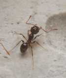 Pheidole pallidula / Worker