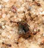 Pheidole pallidula / Workers