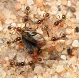 Pheidole pallidula / Workers