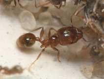 Pheidole pallidula / major worker