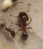 Pheidole pallidula / major worker