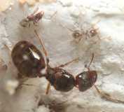 Pheidole pallidula / queen and workers