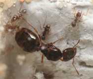 Pheidole pallidula / queen and workers