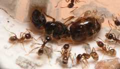 Pheidole pallidula / queen and workers