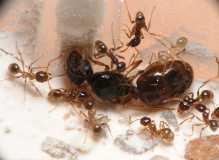 Pheidole pallidula / queen and workers