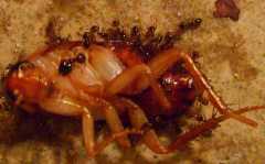 Pheidole pallidula