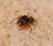 Pheidole pallidula major