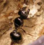 Pheidole Rhea