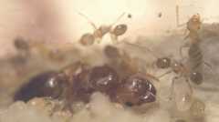 Pheidole pallidula