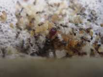 Pheidole sp. Kenia (Ostafrika)