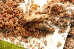 Solenopsis invicta (Fireants)