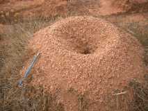 Ant-hill (Madagascar)